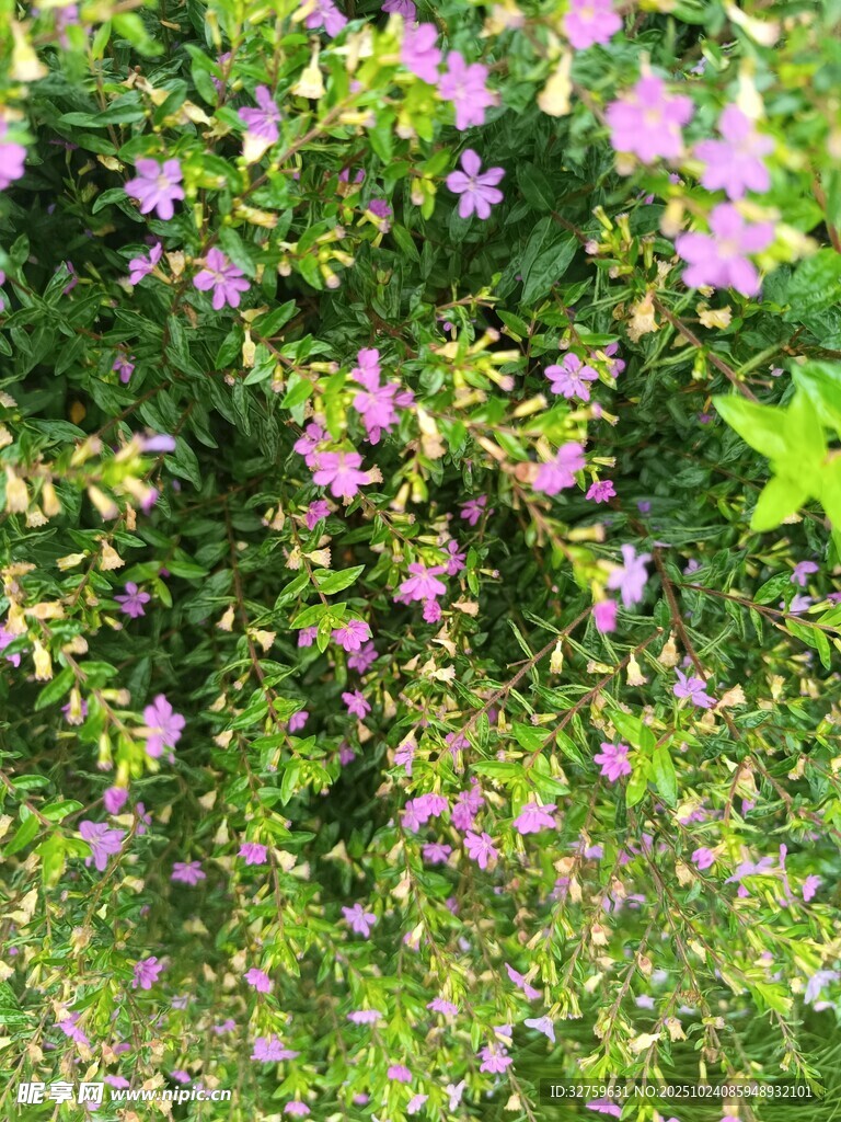 繁茂花丛中的粉色小花