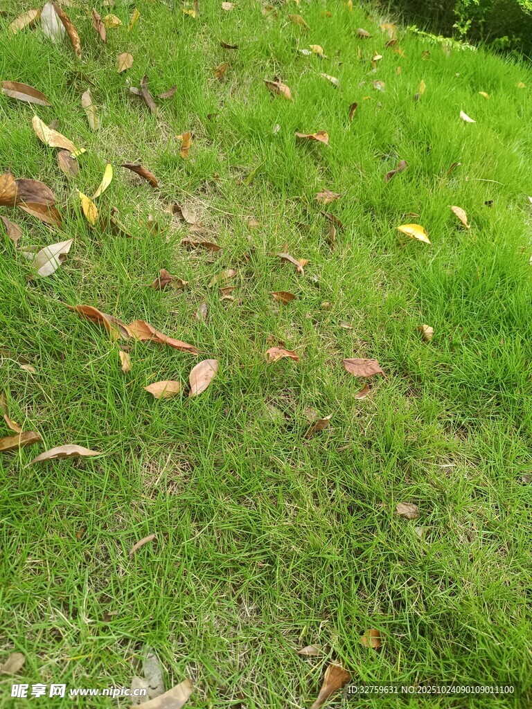 草地上散落的多彩树叶