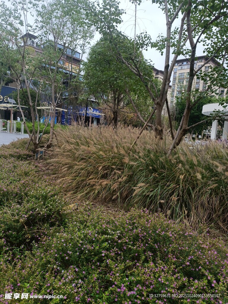 城市中的绿植景观