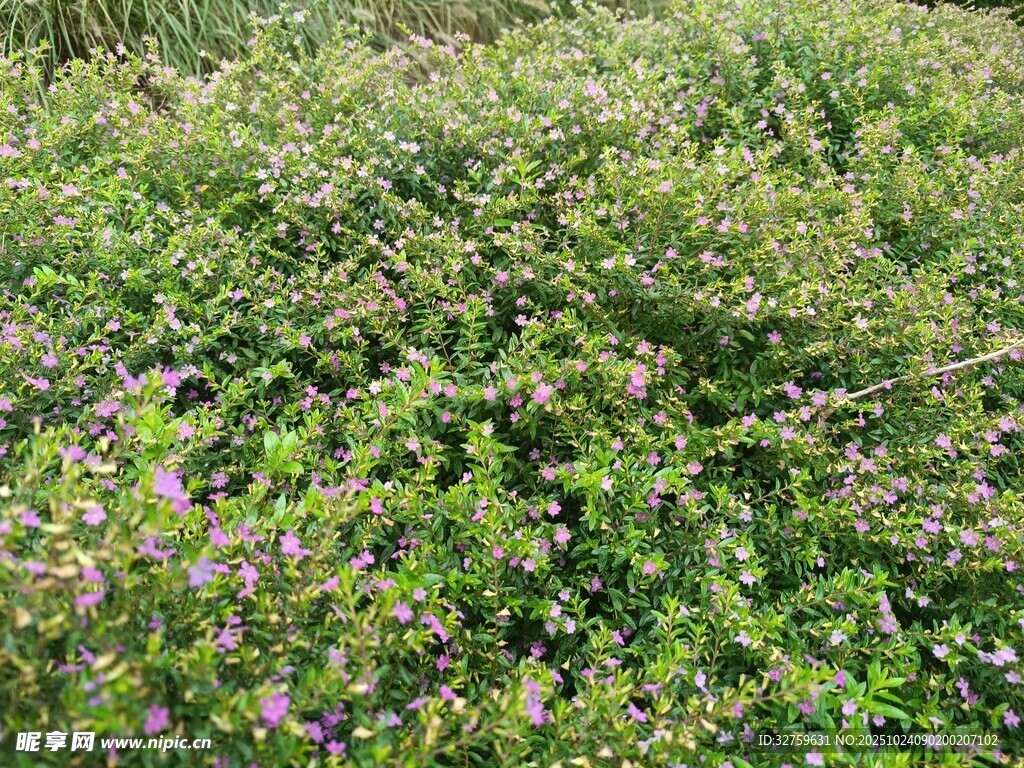 繁茂花草绿植景观