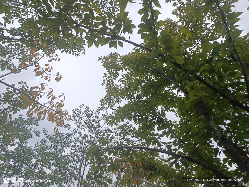 仰视茂密树林枝叶