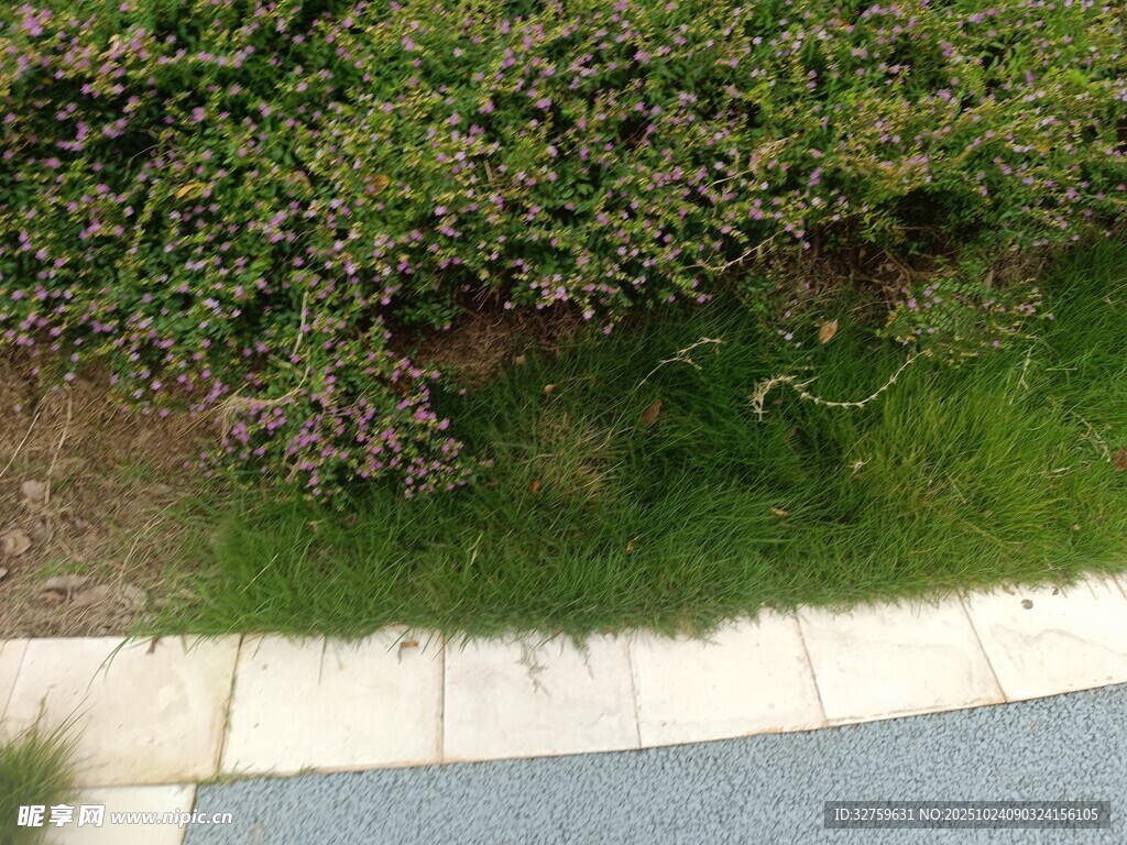 路边绿植与砖石步道景观