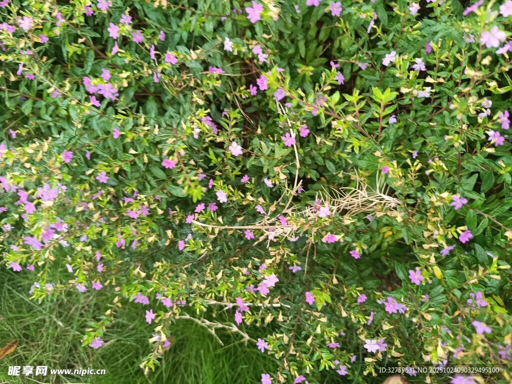 繁茂花丛中的粉色小花