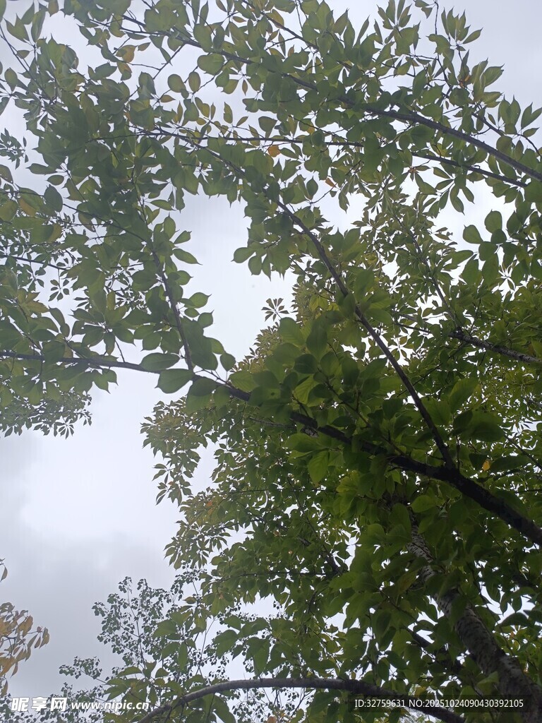 仰视茂密枝叶的绿意