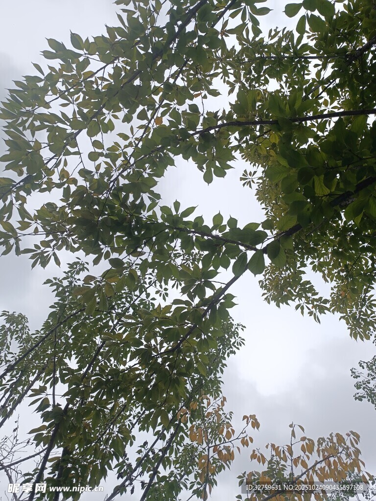 仰视茂密枝叶间的天空
