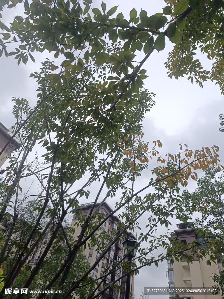 雨中树木与远处建筑