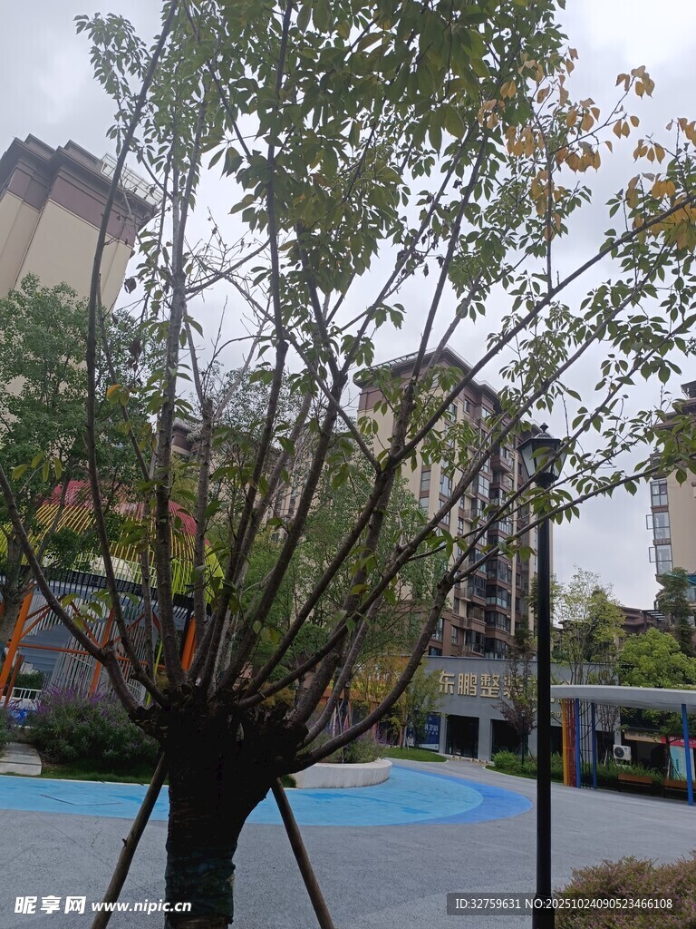 小区内树木与泳池景致