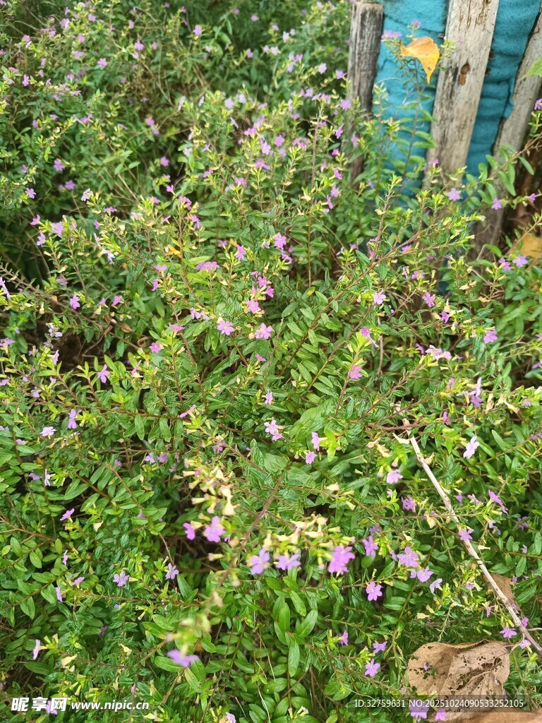 繁茂花丛中的紫色花朵