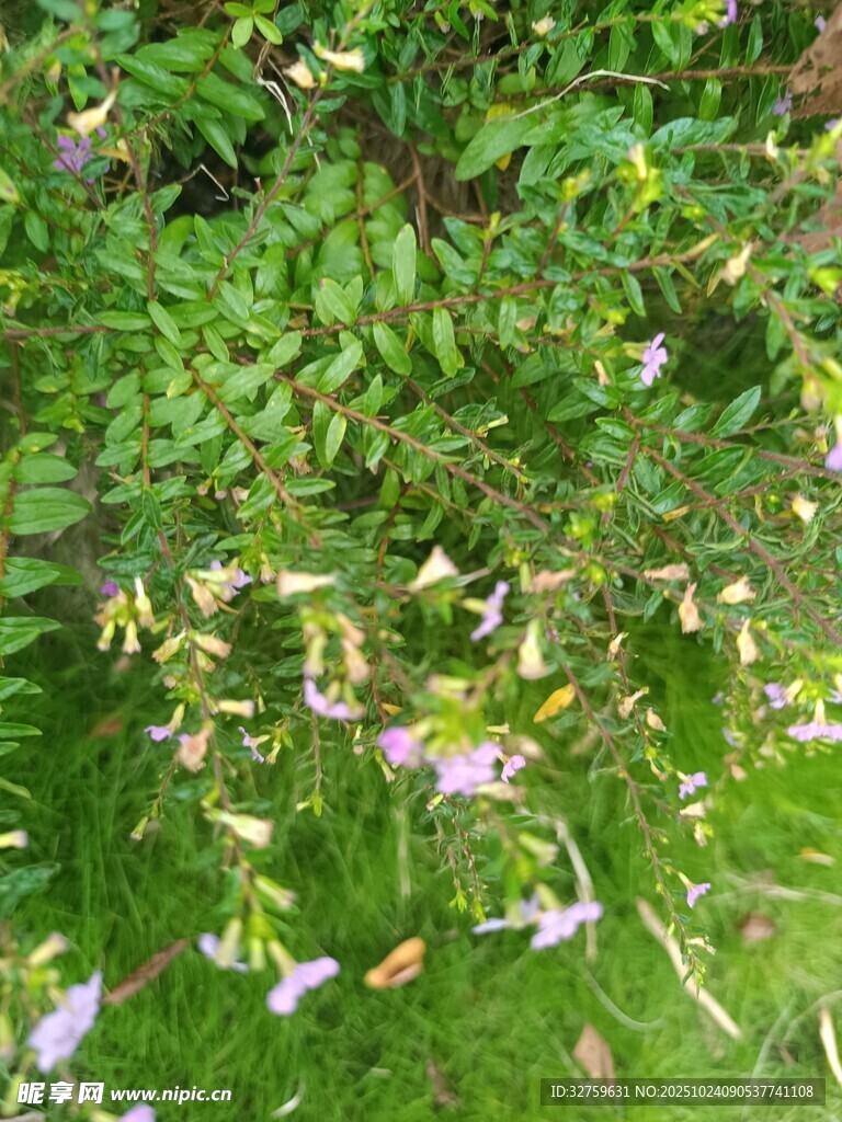 草丛中的紫色小花绽放