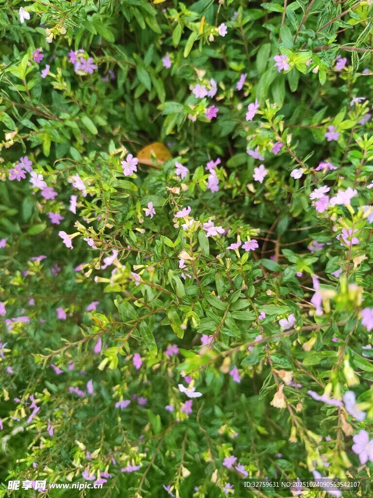 繁茂花丛中的紫色小花