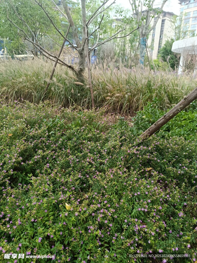 户外繁茂绿植景观
