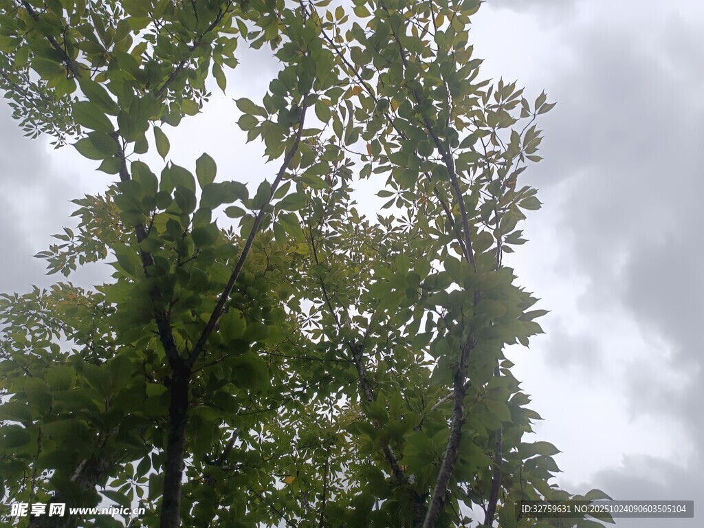 仰视枝叶繁茂的绿树