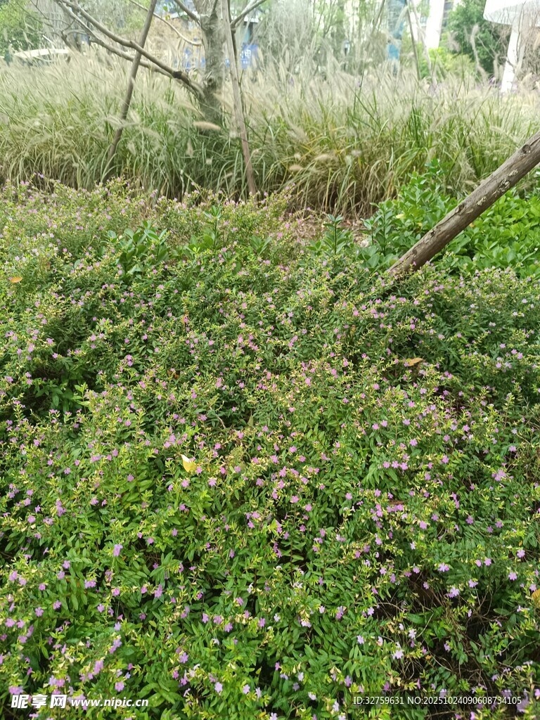 繁茂绿植景观