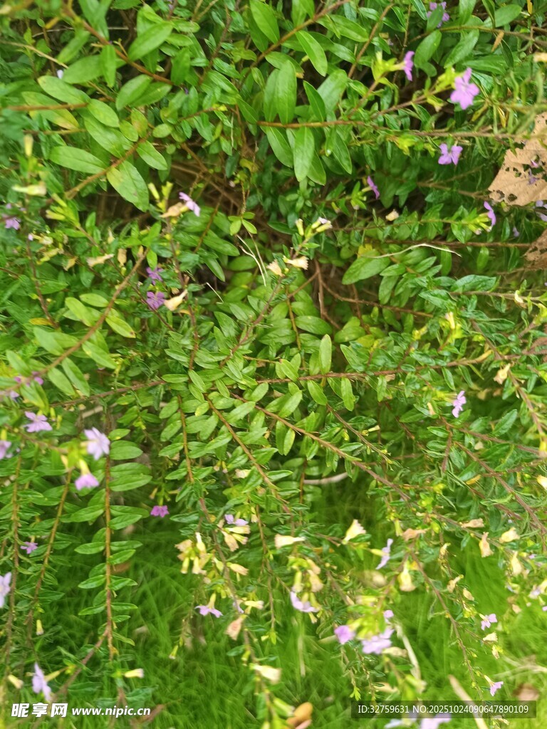 翠绿丛中绽放的紫色小花