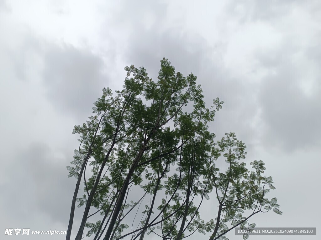 天空下的挺拔绿树