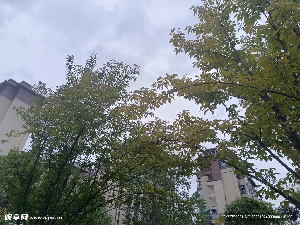 绿树掩映下的高楼