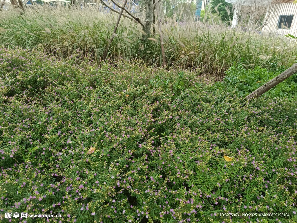 野外繁茂的绿色植物景观