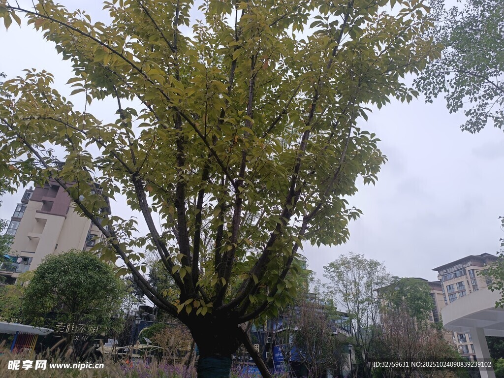 庭院中的茂盛绿树