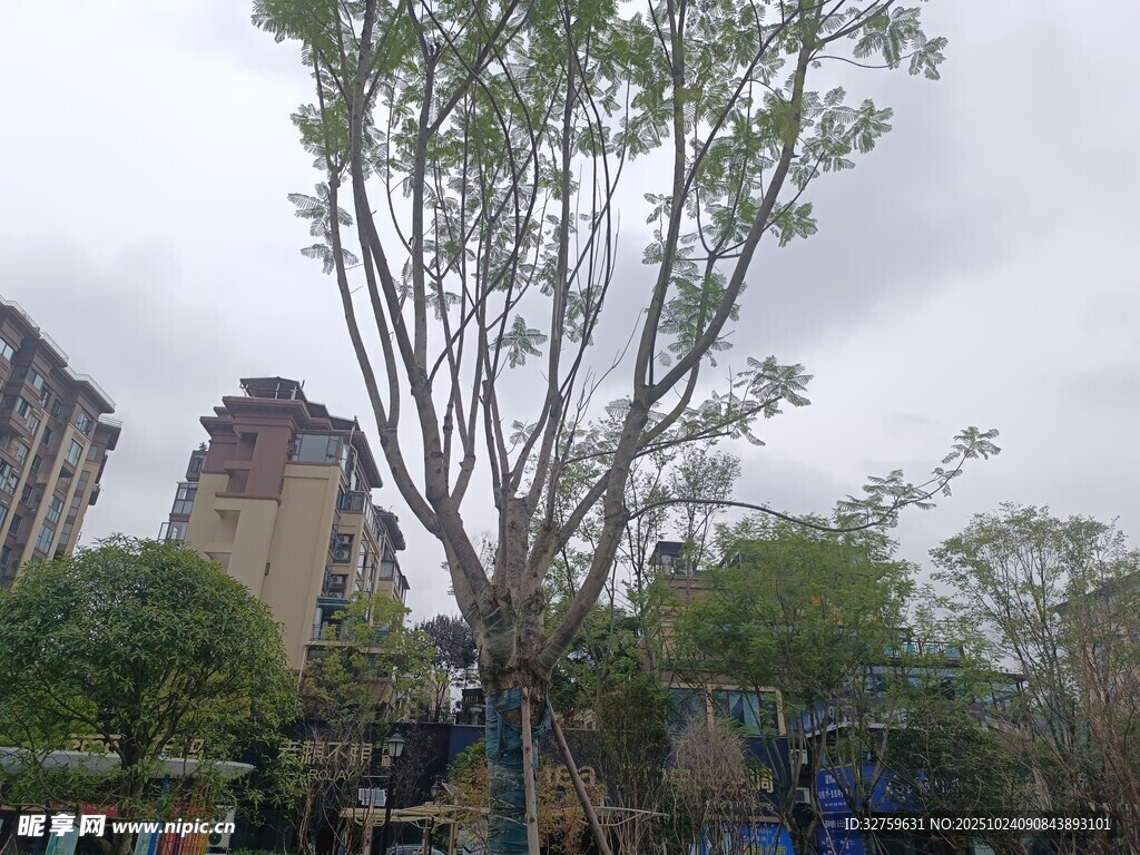 城市中高大挺拔的树木