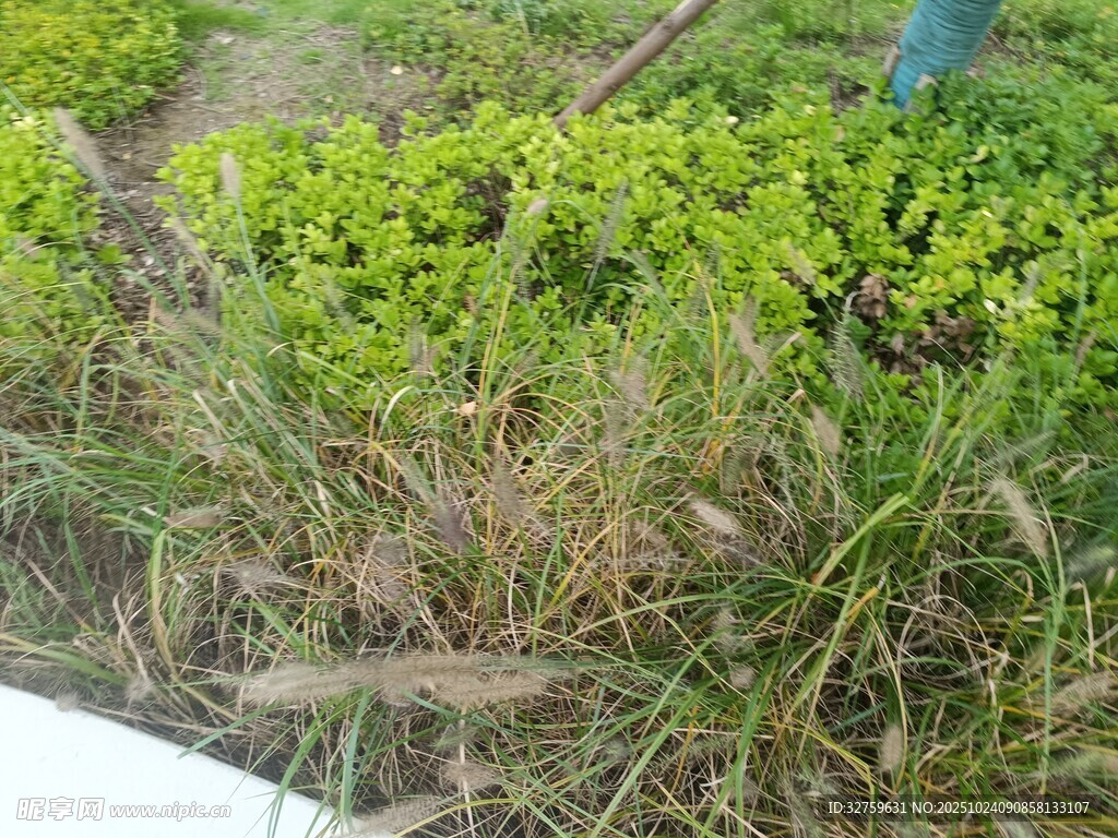 户外草地绿植景象