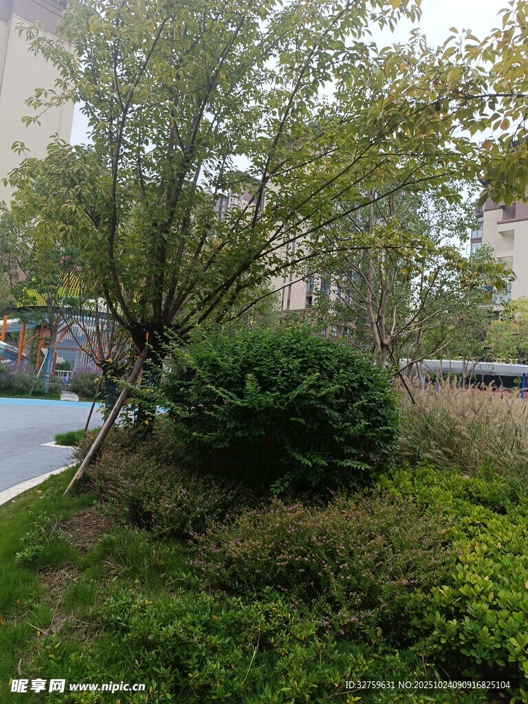 城市街边绿植景观