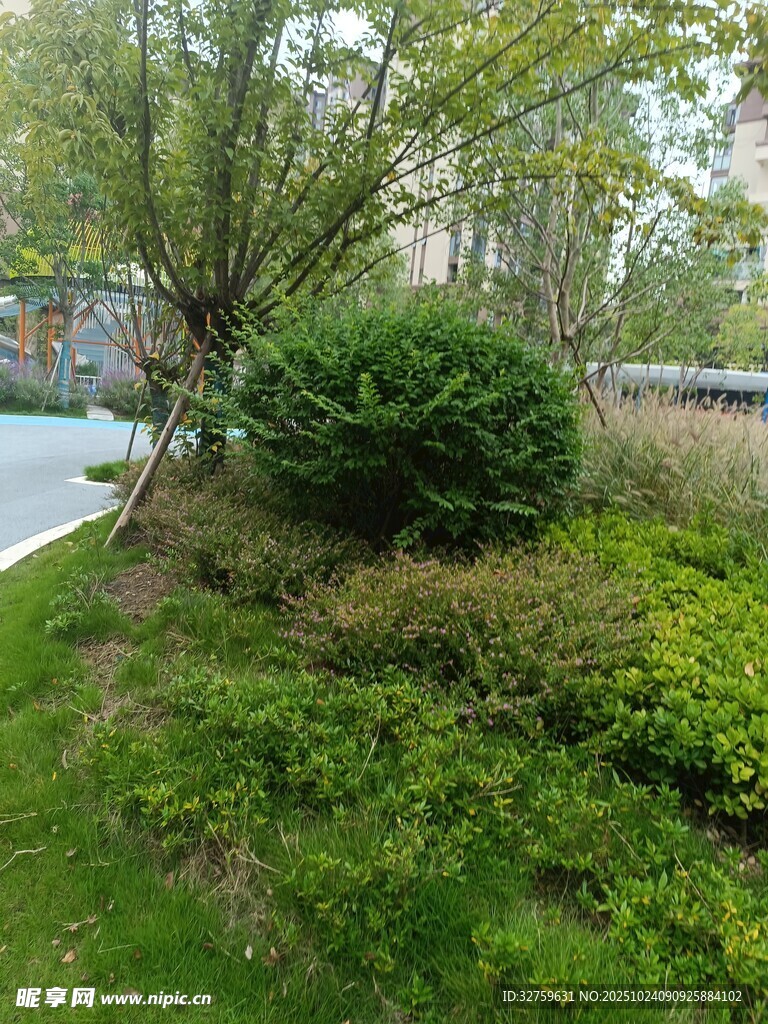 城市中的绿植景观