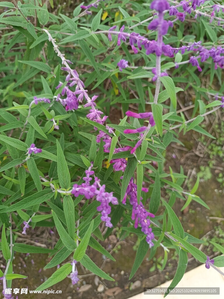 紫色穗状花卉绿植特写