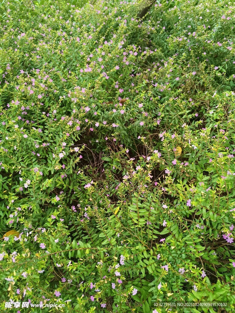 绿意盎然的繁茂植物景观