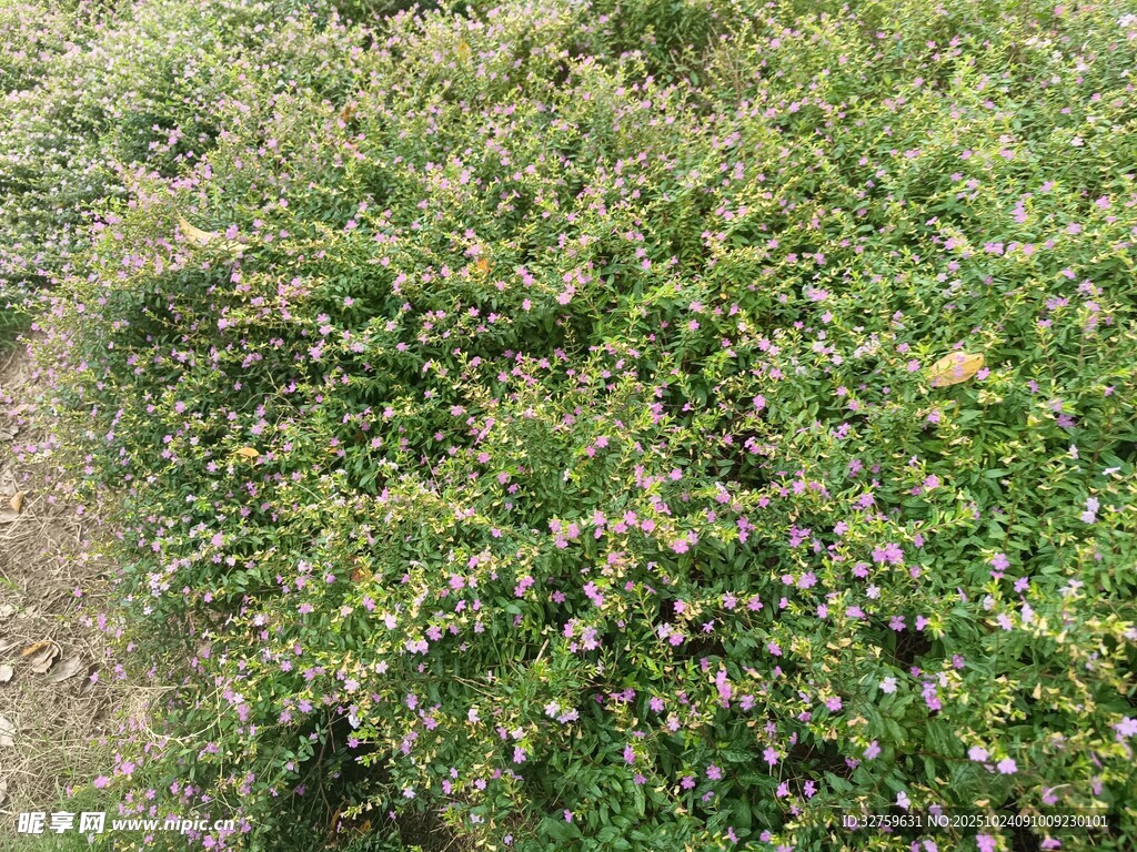 繁茂草地