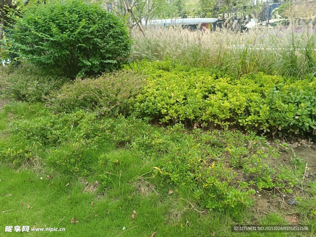 绿意盎然的户外植物景观