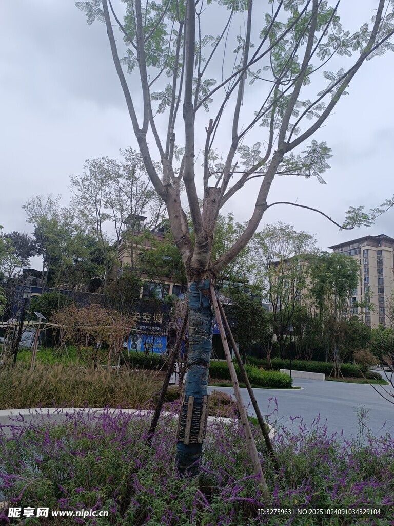 园林中支撑新植树木景观