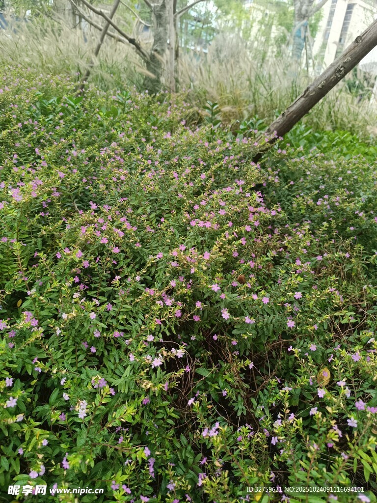 茂密绿植覆盖的自然场景