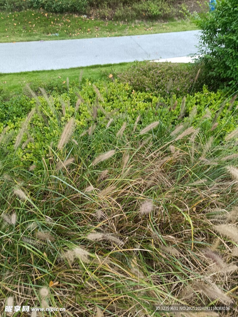 路边摇曳的茂盛野草