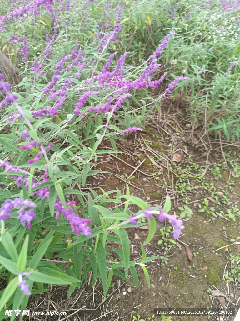 紫色野花绽放于草地
