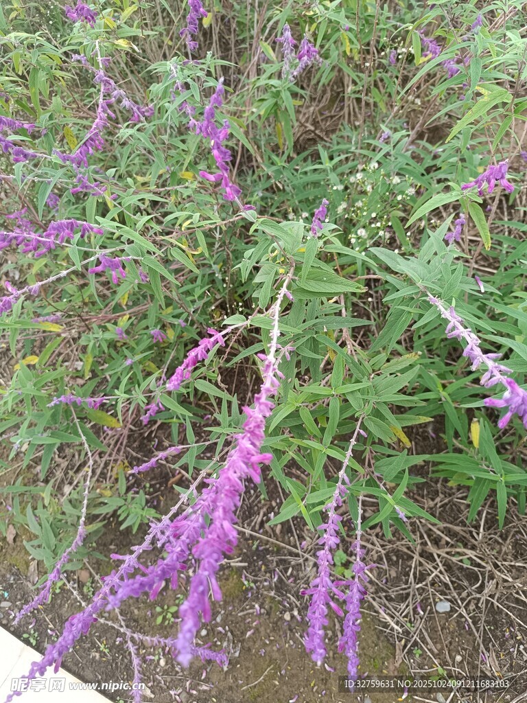紫色穗状花植物特写