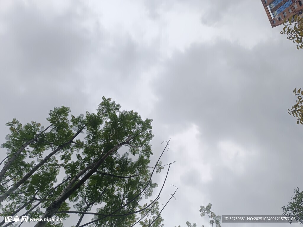 天空下的绿树