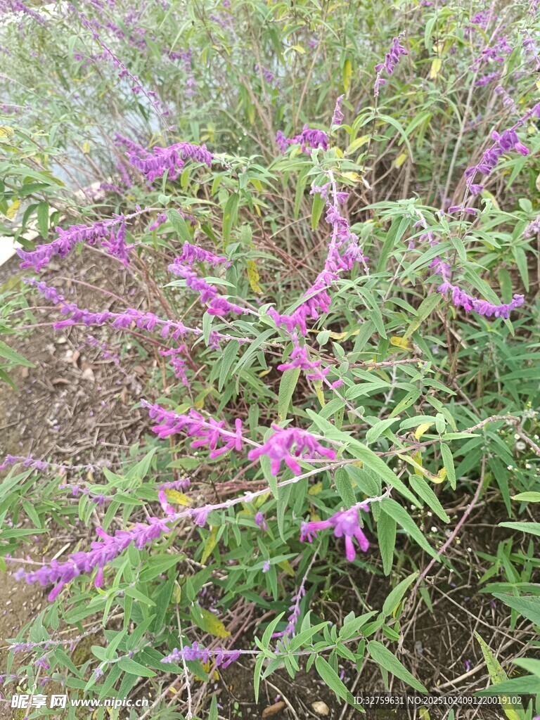 紫色花卉植物特写