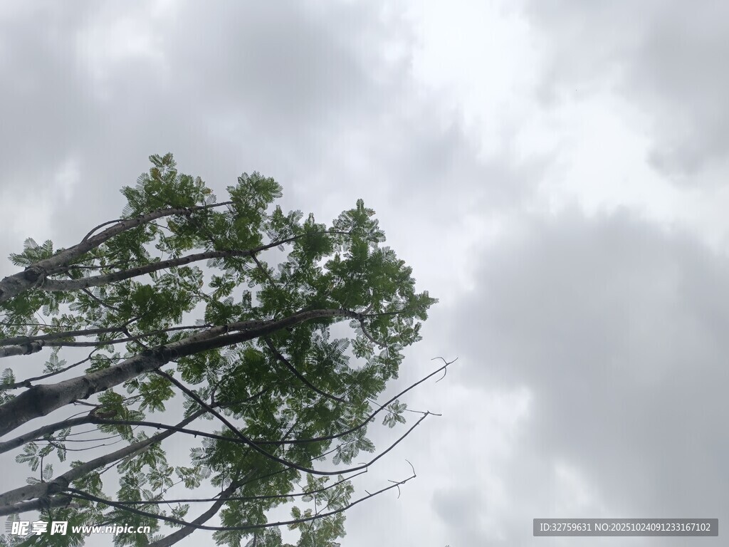 仰观树冠与阴沉天空