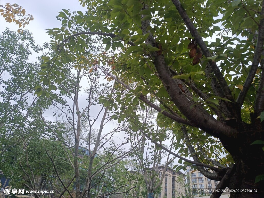 繁茂大树下的自然景致