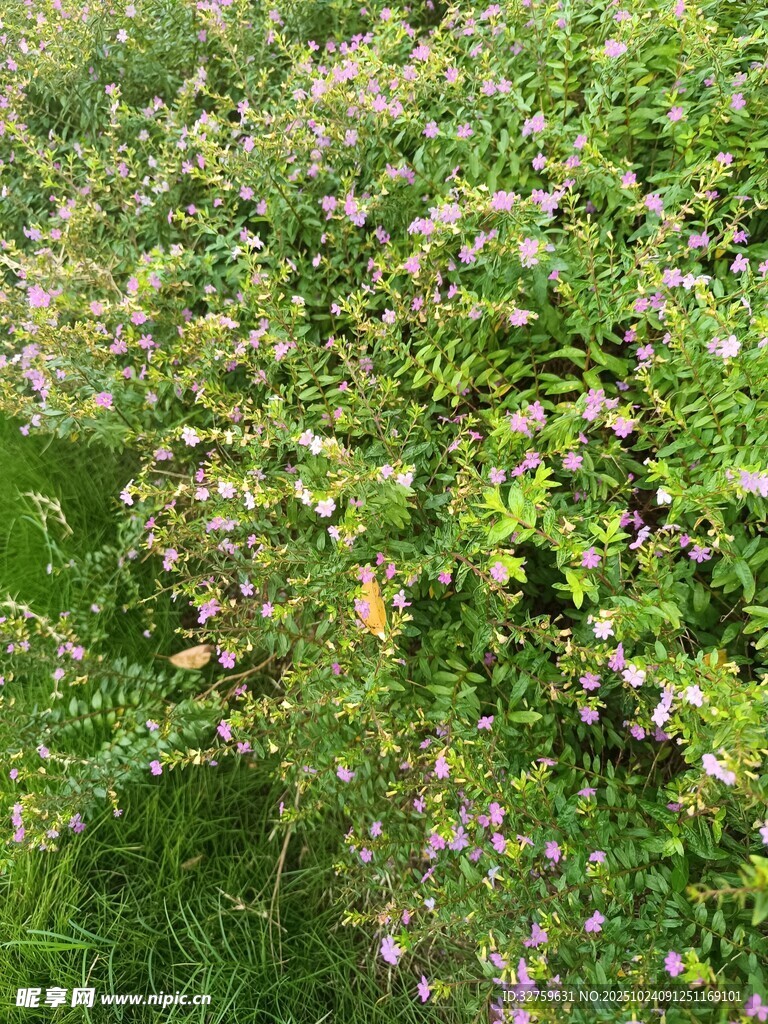 繁茂野花