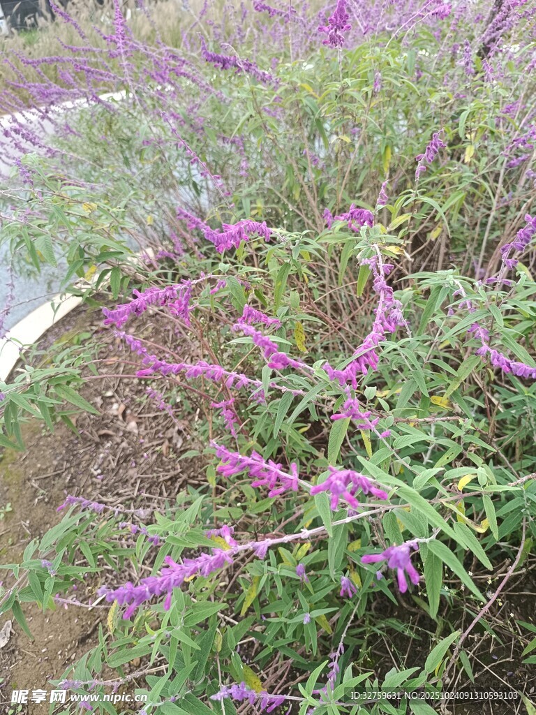 紫色花卉植物特写