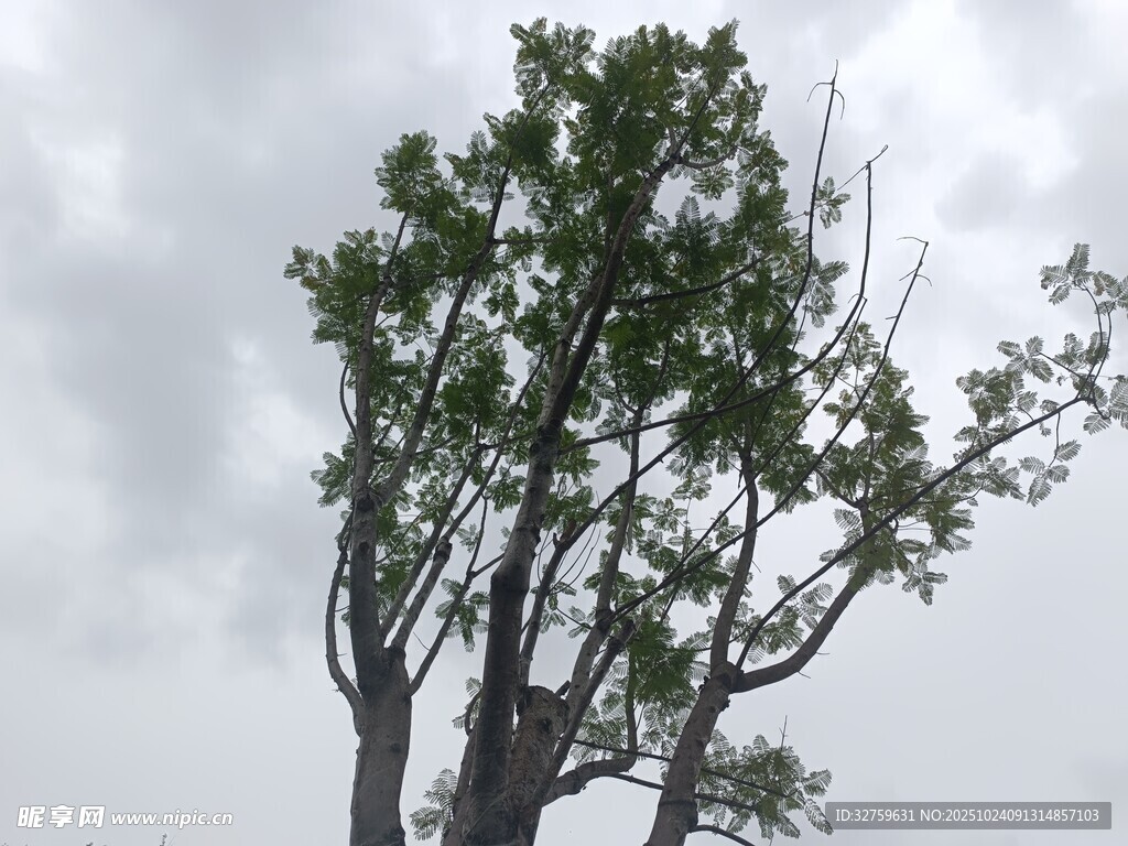 孤树挺立在阴沉天空下