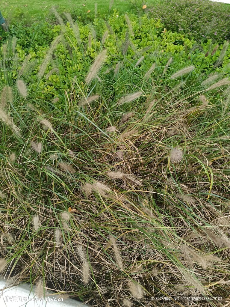 野外丛生的绿色野草