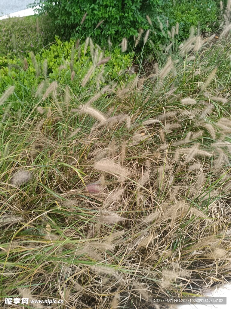 路边摇曳的茂盛芦苇丛