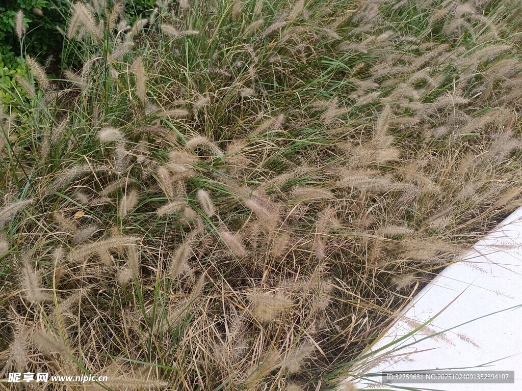 路边摇曳的蓬松狗尾草