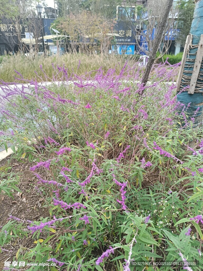 紫色花卉植物景观