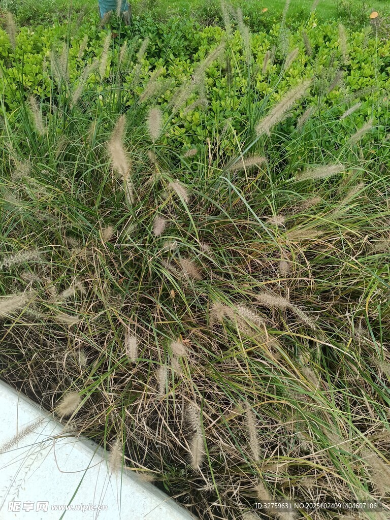 观赏草景观特写