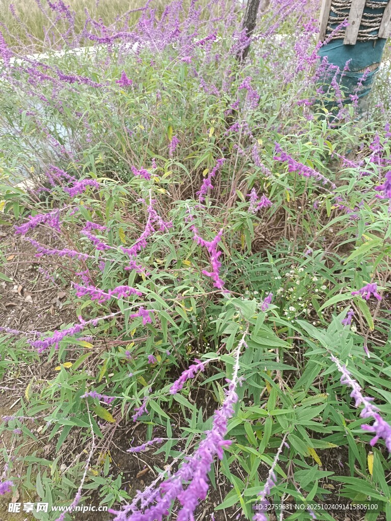 紫色穗状花卉绽放美景