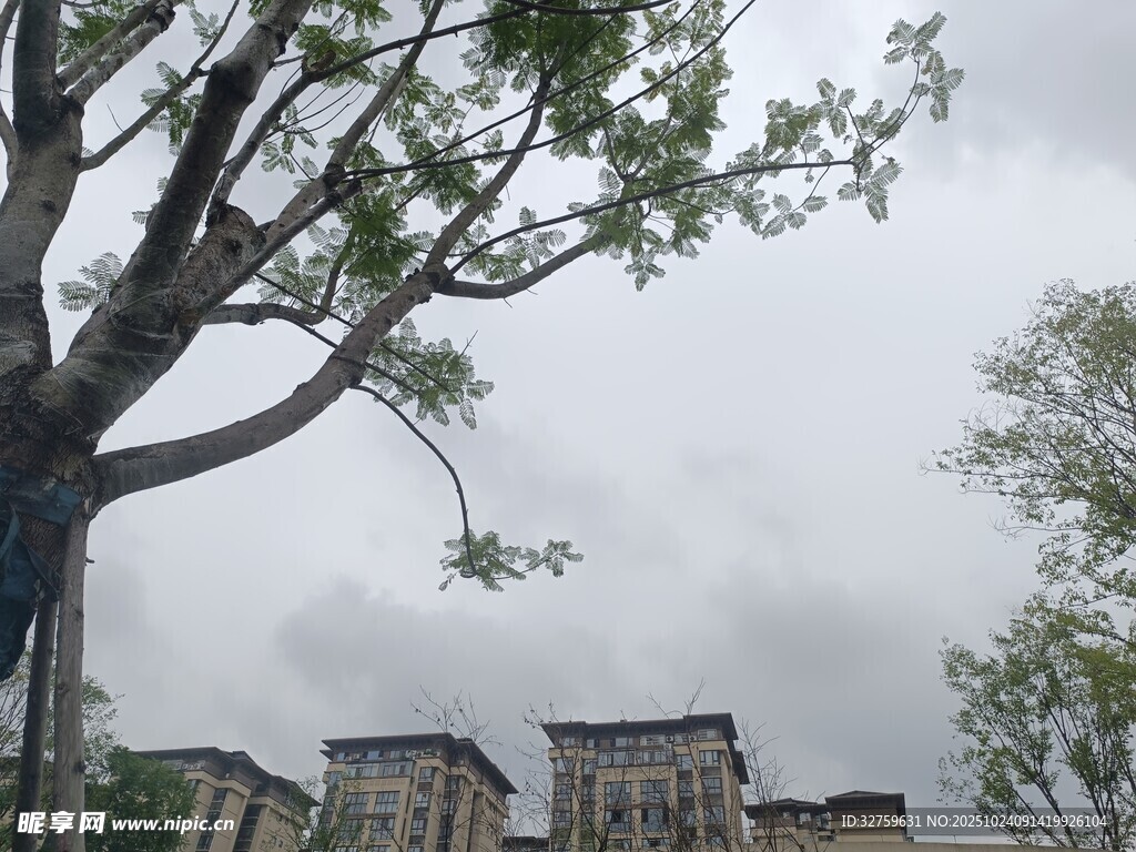 阴天里的树木与远处建筑