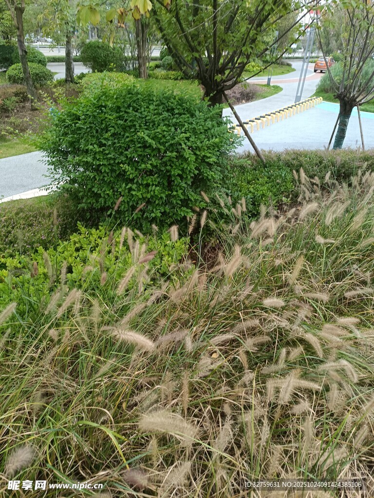 路边绿植景观